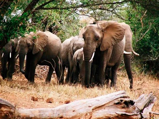 FREE entry to South Africa’s National Parks during SANParks Week