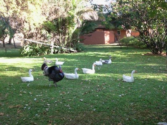 Farmyard fun at Bospoort Kleinplasie Chalets