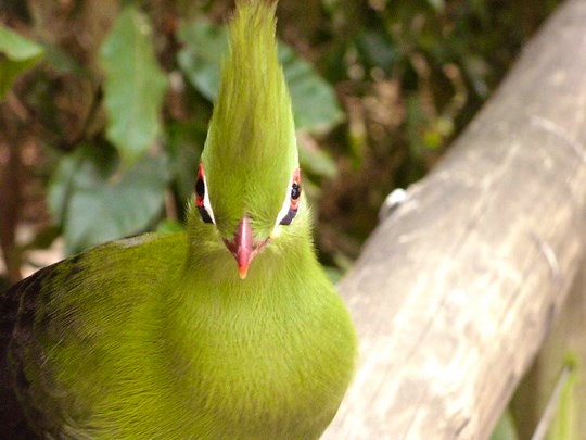 A Visit to Birds of Eden – The World’s Largest Single Free-Flight Aviary