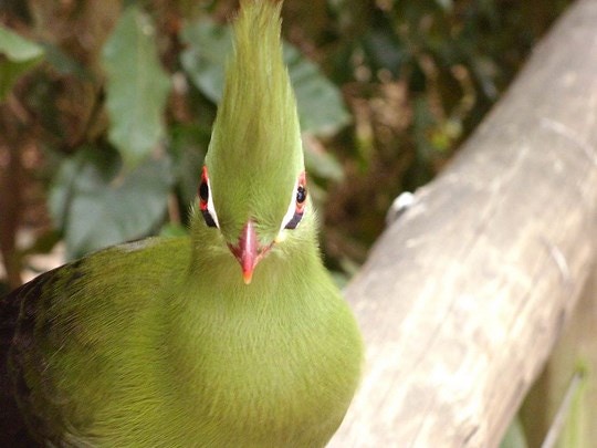 A Visit to Birds of Eden – The World’s Largest Single Free-Flight Aviary