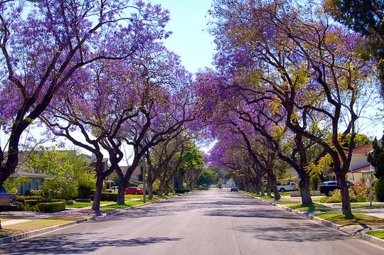 24 Hour City Guide to “The Jacaranda City” of Pretoria