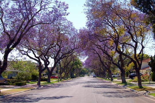 24 Hour City Guide to “The Jacaranda City” of Pretoria