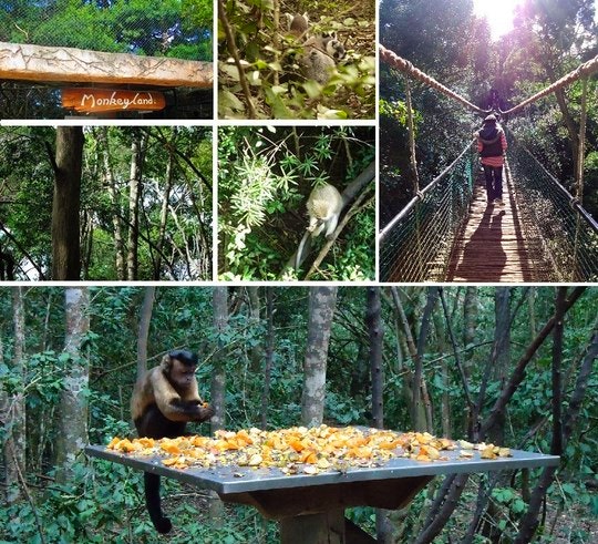 Monkeyland Primate Sanctuary: An Overview