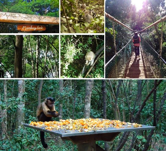 Monkeyland Primate Sanctuary: An Overview