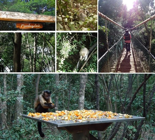 Monkeyland Primate Sanctuary: An Overview
