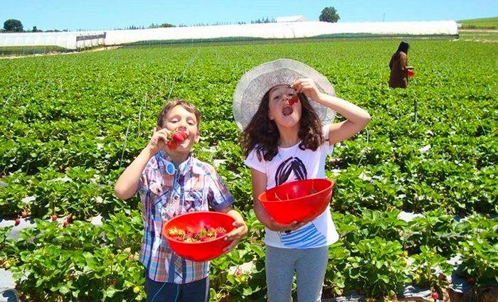 Fruit Picking in the Western Cape – Where and When to do it