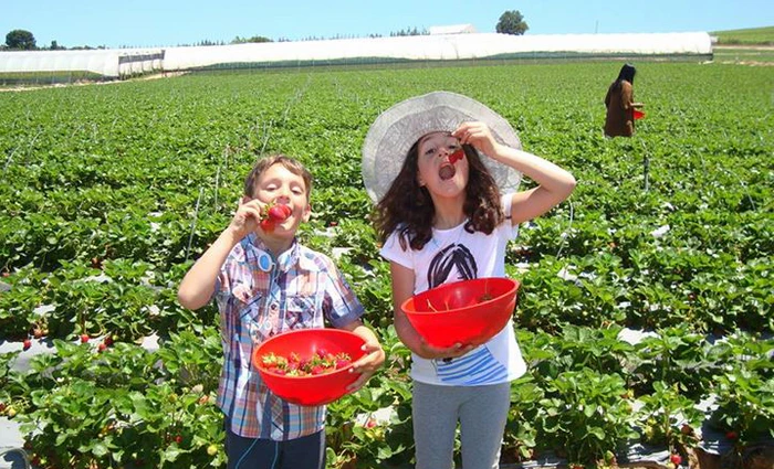 Fruit Picking in the Western Cape – Where and When to do it
