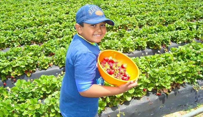 Strawberry picking at Polkadraai Farm