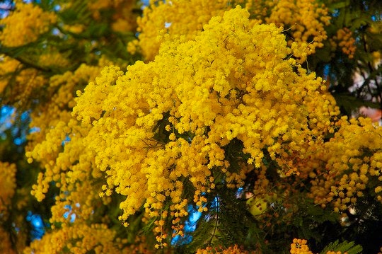 Yellow mimosa flowers. By Estitxu Carton(Flickr)