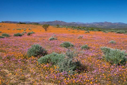 A field of Namaqualand daisies. By Mmmavocado (Flickr)