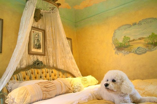 Pet Friendly Accommodation in KwaZulu-Natal