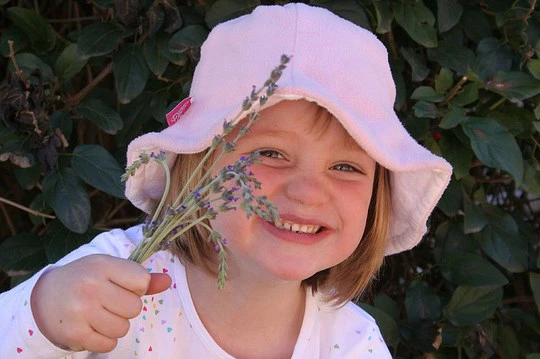 3 Scent-sational Flower Festivals in the Western Cape