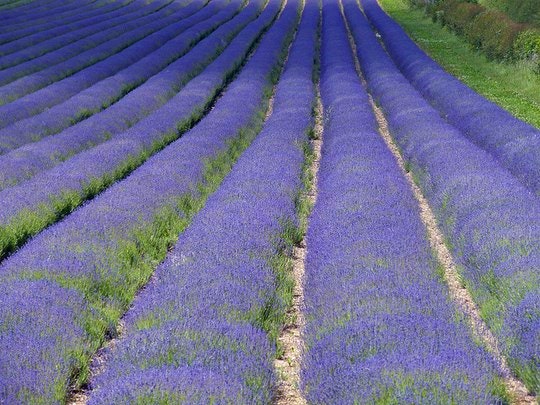 Lavender bushes. By Amanda Slater (Flickr)