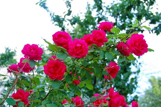 Red roses. By Eric Kilby (Flickr)