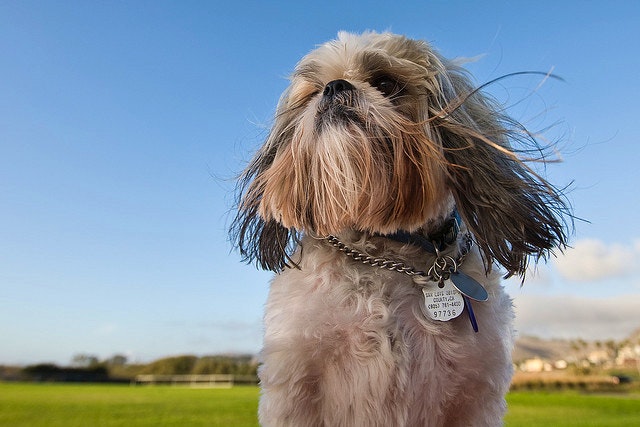 Twee troeteldiervriendelike plekke in Hondeklipbaai