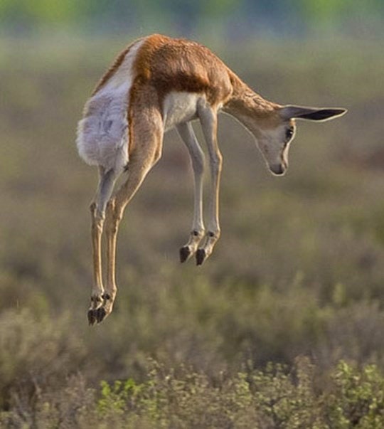 A Springbok calf jumping. By Yathin sk (Creative Commons)