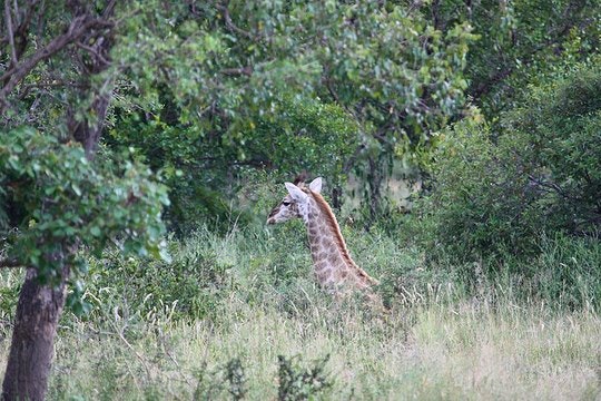 A baby giraffe navigating the bushveld. By Joost Rooijmans (Flickr)