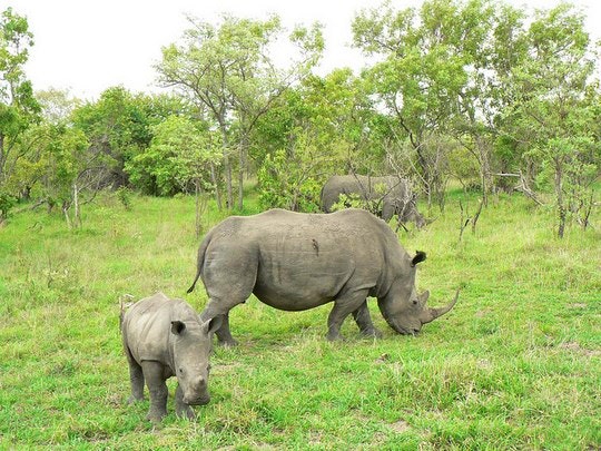 A happy rhino family at Sabi Sands Game Reserve. By Marc Smith (Flickr)