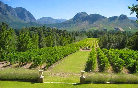 A lush Franschhoek vineyard. By TravelGround