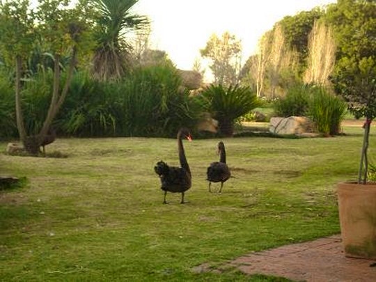 African Silhouette ducks (C) TravelGround