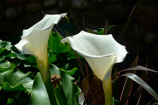 Arum lillies blooming in spring. By K Kendall (Flickr)