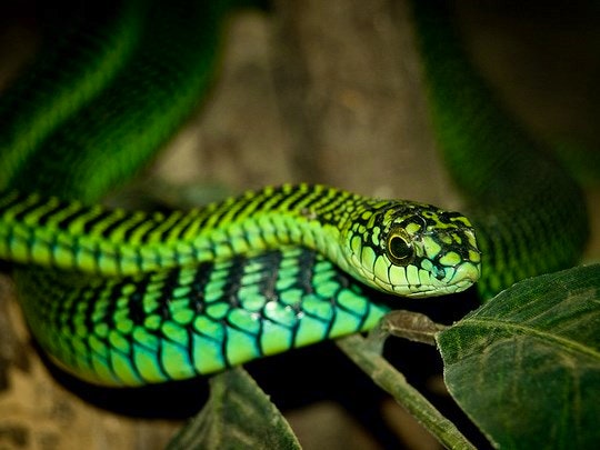 Boomslang by wwarby (Flickr)
