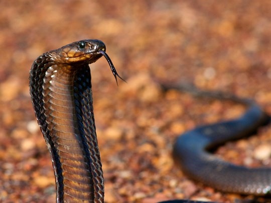 5 Venomous Snakes you may come across while Hiking in the Cape – and ...