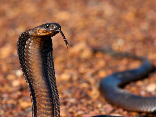 5 Venomous Snakes you may come across while Hiking in the Cape – and what you should know