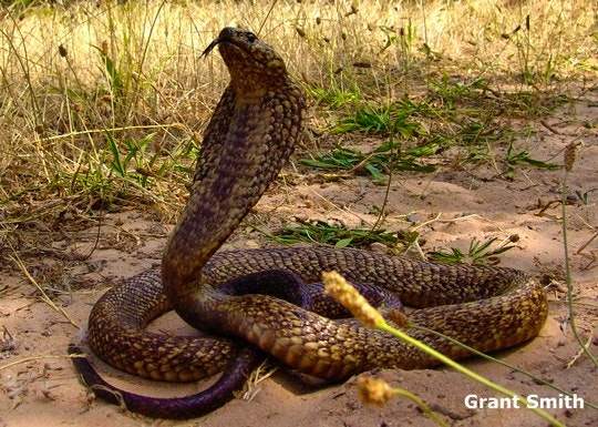 Cape Cobra by Grant Smith (Cape Snake Conservation)