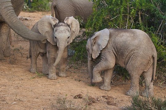 I hear you coming. By Malcolm Manners (Flickr)