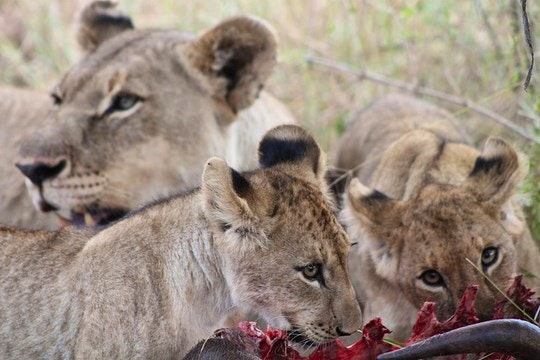 Lioness and cubs enjoying their lunch. By Flowcomm (Flickr)