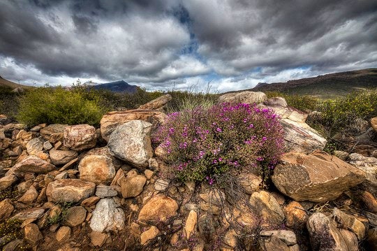 An overcast spring day in the Cederberg. By Chris Preen (Flickr)