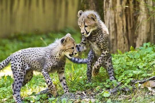 Playful cheetah cubs. By Ken_from_MD (Flickr)