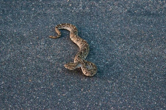 Puff Adder by Mister E (Flickr)