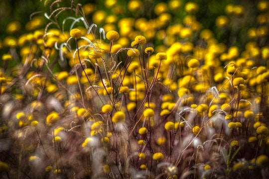 Yellow flecks in the Cederberg. By Chris Preen (Flickr)