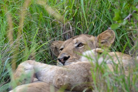A lioness in the Kruger National Park. By brainstorm1984 (Flickr)