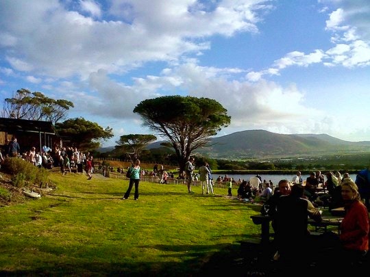 Cape Point Vineyards by Desiree Haakonsen