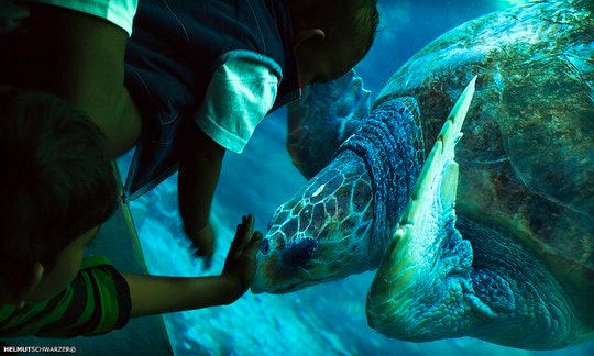 uShaka Marine World close encounter. By Helmut Schwarzer (Flickr)