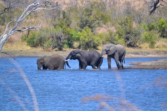 Kruger Park Lodge - Golf Safari SA Chalets (TG)