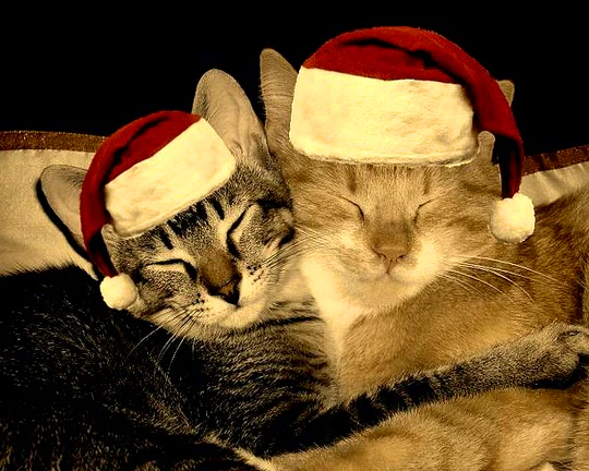 10 Real Ways to Celebrate Christmas