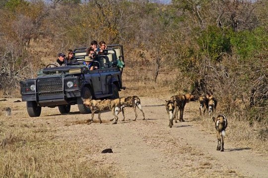 What to Expect on a Safari in South Africa – and Planning your Trip