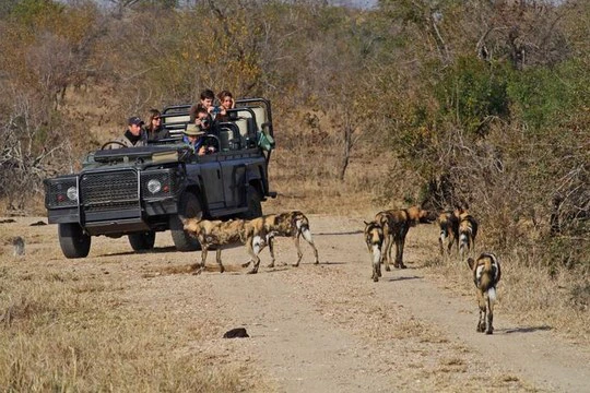 What to Expect on a Safari in South Africa – and Planning your Trip