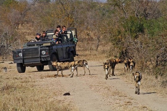 What to Expect on a Safari in South Africa – and Planning your Trip