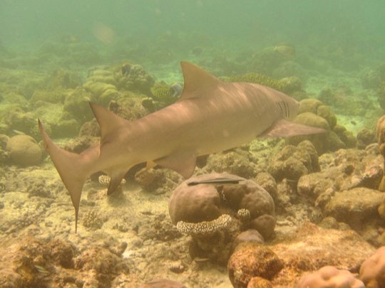 Lemon Shark. By tentonipete (Flickr)