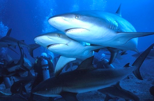 Shark beauty at feeding time. By Manoel Lemos (Flickr)