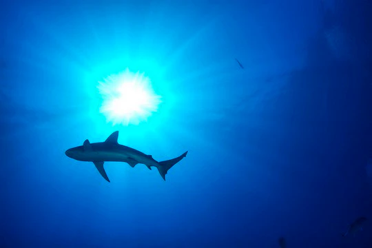 Shark Bite – A Survivors Tale