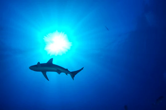 Shark Bite – A Survivors Tale