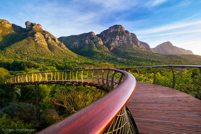 Snaking through Kirstenbosch Gardens on the “Boomslang” – A New Aerial Walkway