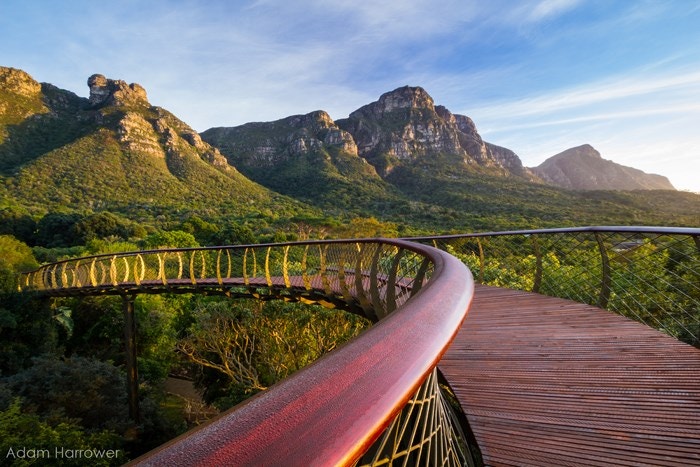 Snaking through Kirstenbosch Gardens on the “Boomslang” – A New Aerial Walkway