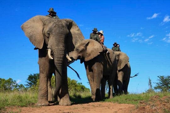 Addo-Elephant-Back-Safari